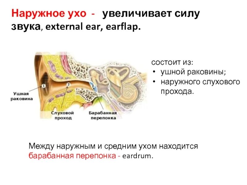 В среднем ухе расположены органы. Наружное ухо барабанная перепонка. Наружное ухо ушная раковина слуховой проход барабанная перепонка. Наружное ухо отделено от среднего уха. Среднее ухо состоит из ушной раковины и наружного слухового.