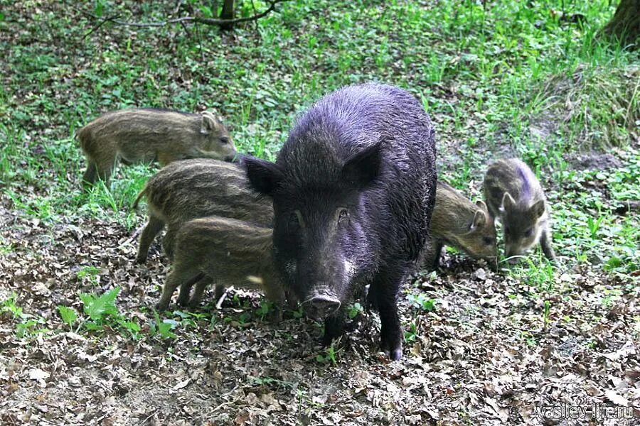 Крымские дикие свиньи. Дикие животные крыма дикий кабан. Кабан в крыму. Кабан в крыму. Дикие животные крыма дикий кабан.