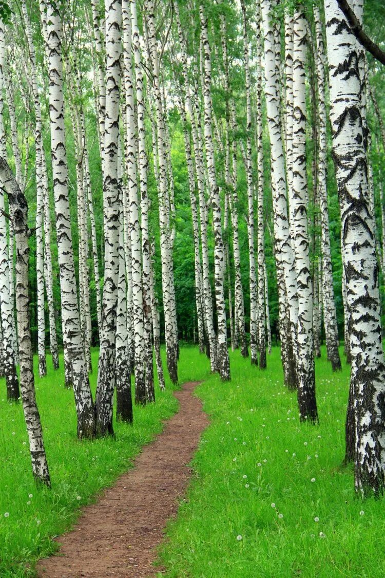 Березовая роща дербышки казань. Березовая роща рязань. Санаторий березовая роща московская область. Санаторий березовая роща ялуторовск. Березовая роща номера.