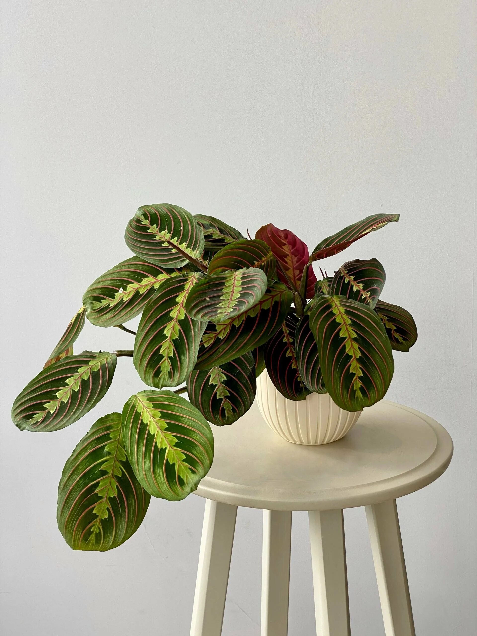 Exotic Angel Plant : Maranta Marisela Gorgeous :)) Angel plant, Calathea plant