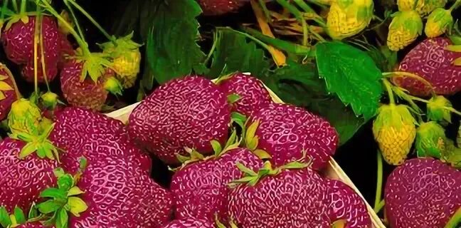100 Pcs Strawberry Bonsai Rare Color Purple Red Strawberry Bonsai Cherry Berry F