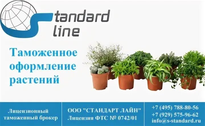 Можно ли в самолет растения