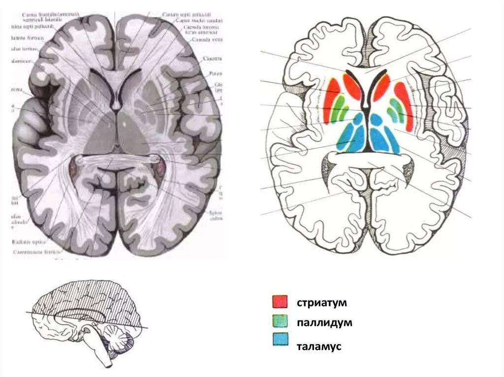 Подкорковые ядра полушарий. Стриатум и паллидум. Дорсальный стриатум. Полосатое тело мозга стриатум. Базальные ядра стриатум и паллидум.