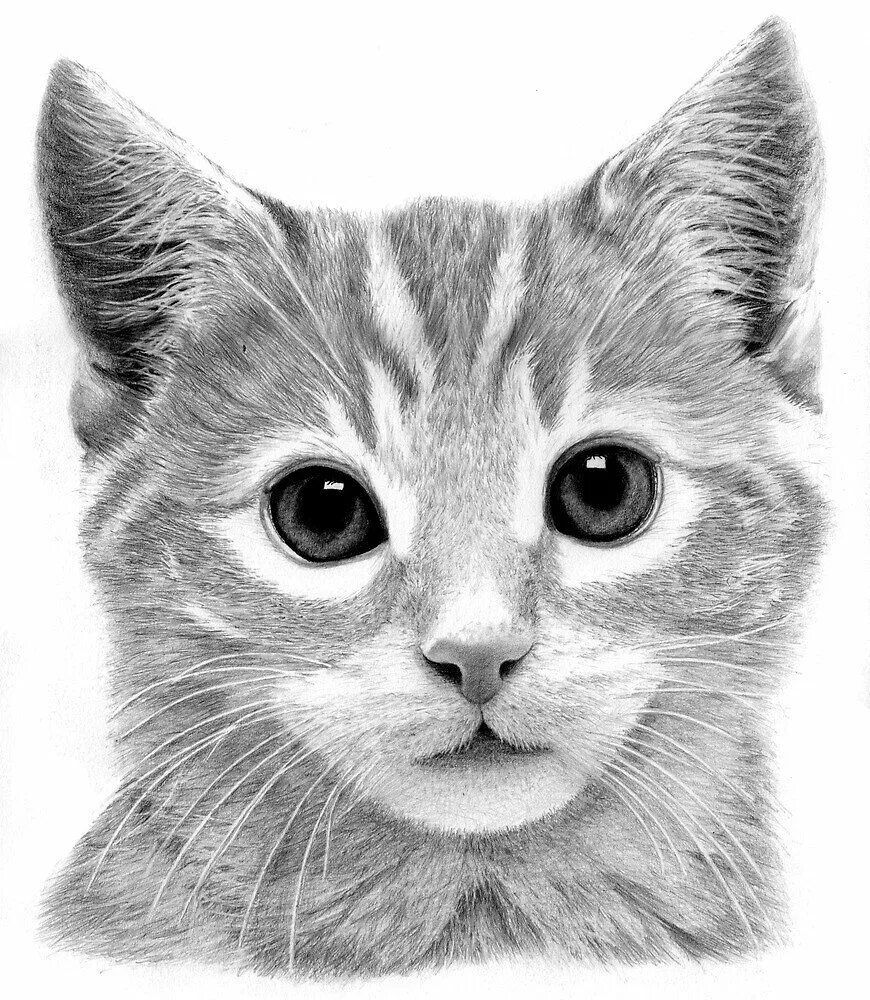 Рисунке б изображена. Кот карандашом. Котик рисунок. Морда кошки. Морда кота рисунок.