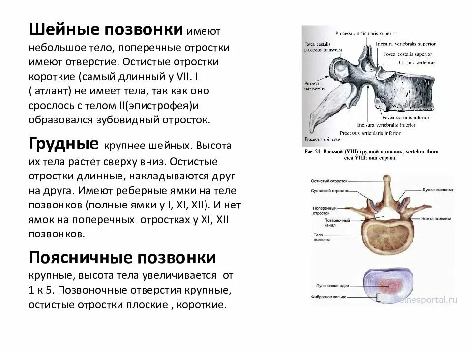 Тело позвонка шейного. Остистый отросток шейного позвонка. Отверстие поперечного отростка характерно для позвонков. Остистые и поперечные отростки. Отверстия поперечных отростков шейных позвонков.