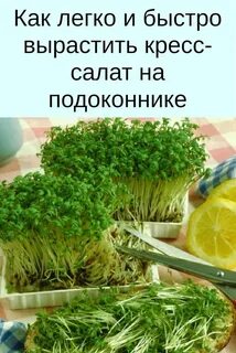 Какую зелень выращивать
