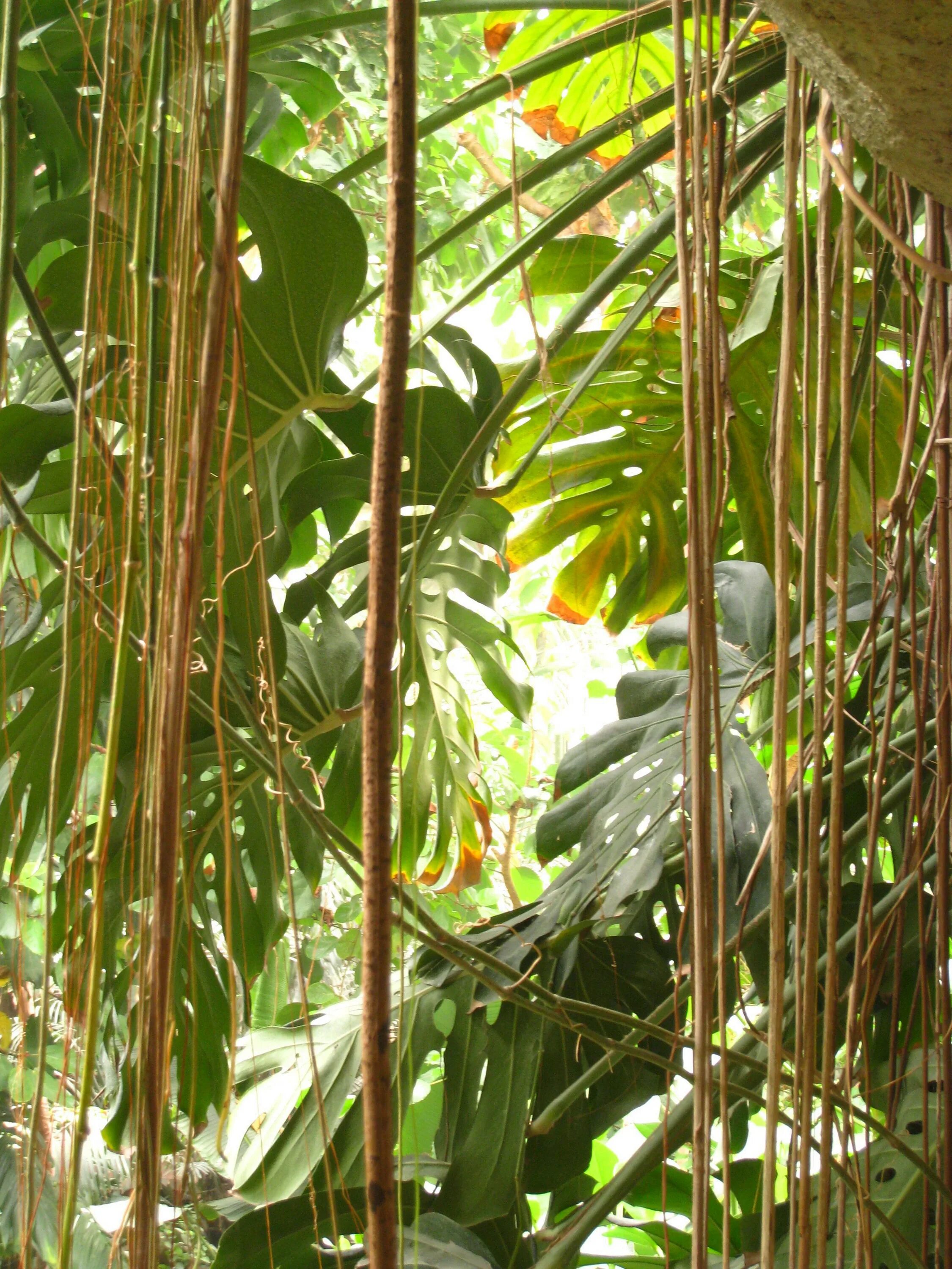 Большое количество лиан. Тропики лианы. Лианы в тропическом лесу. Тропические лианы Сахалин.
