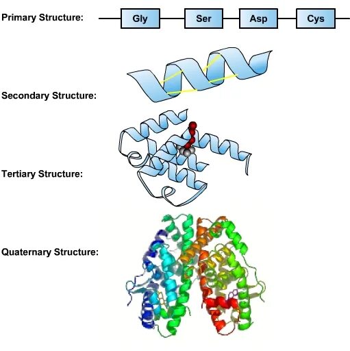 Primary secondary tertiary. Tertiary structure of protein. primary structure of dna. secondary structure of protein. первичная структура.