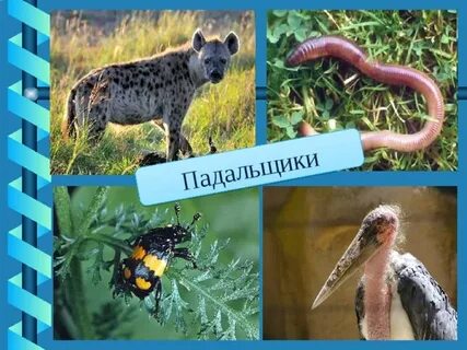 Плотоядное животное 4 детритофаг