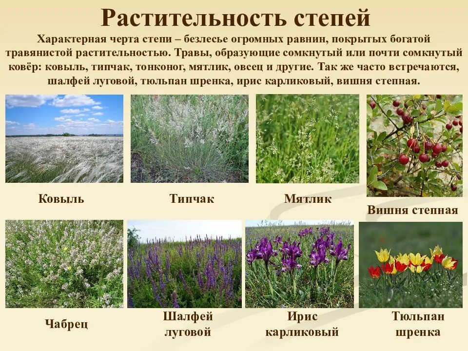 Представители зоны степей. Растительный мир степной зоны. растения степей россии 8 класс. растительный мир природной зоны степи. растительный мир степи в россии.