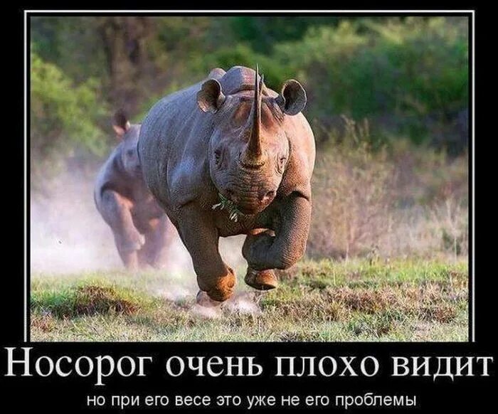 Что такое демотиватор. Демотиваторы. смешные антимотиваторы. прикольные демотиваторы. веселые демотиваторы.