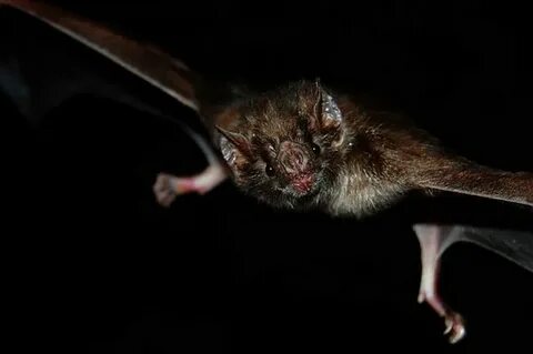 Мышь vampire