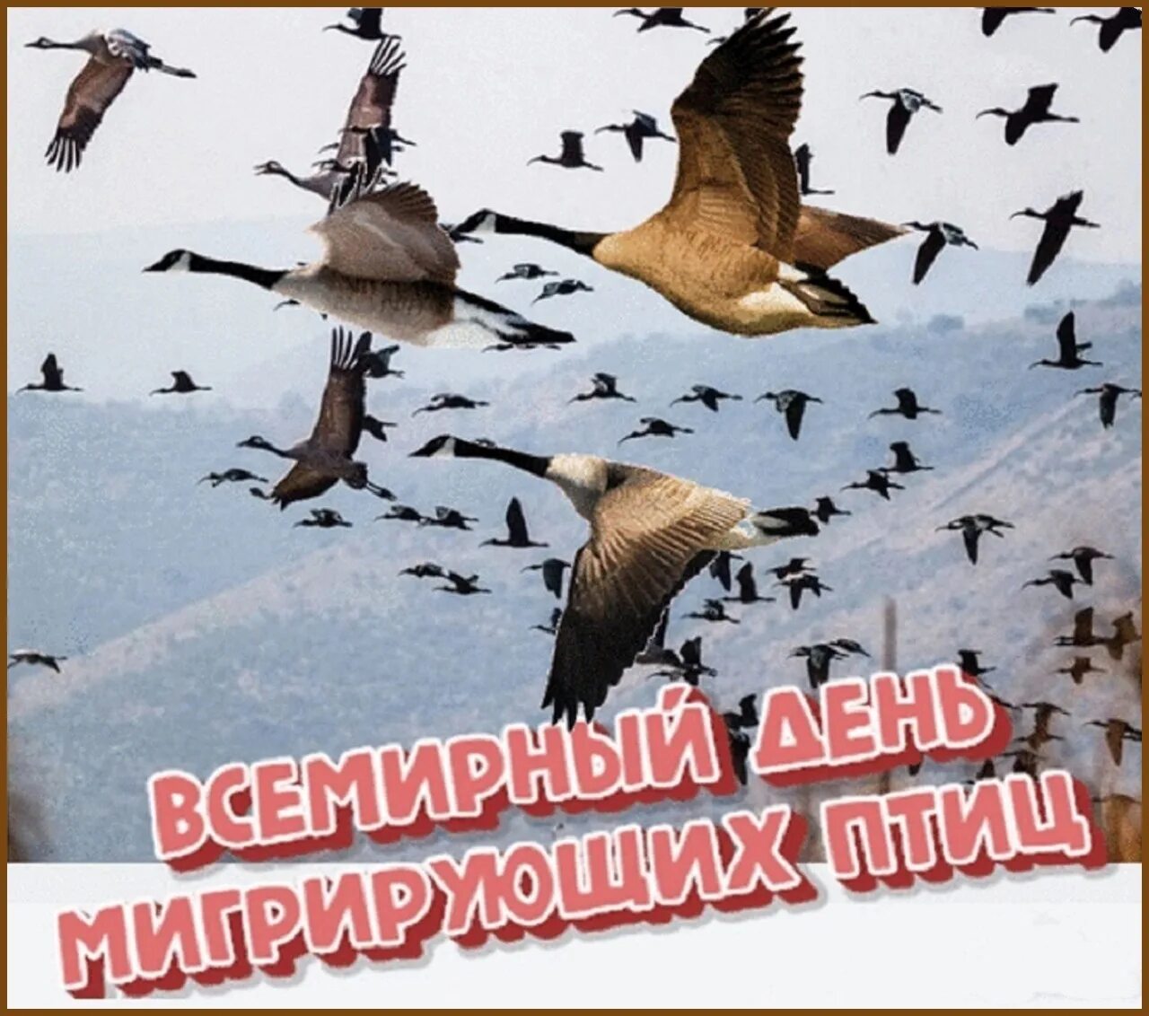 Октябрь день птиц. Всемирный день перелетных птиц 14 мая. всемирный день мигрирующих птиц 10 октября. всемирный день мигрирующих птиц (world migratory bird day). 12 октября день мигрирующих птиц.
