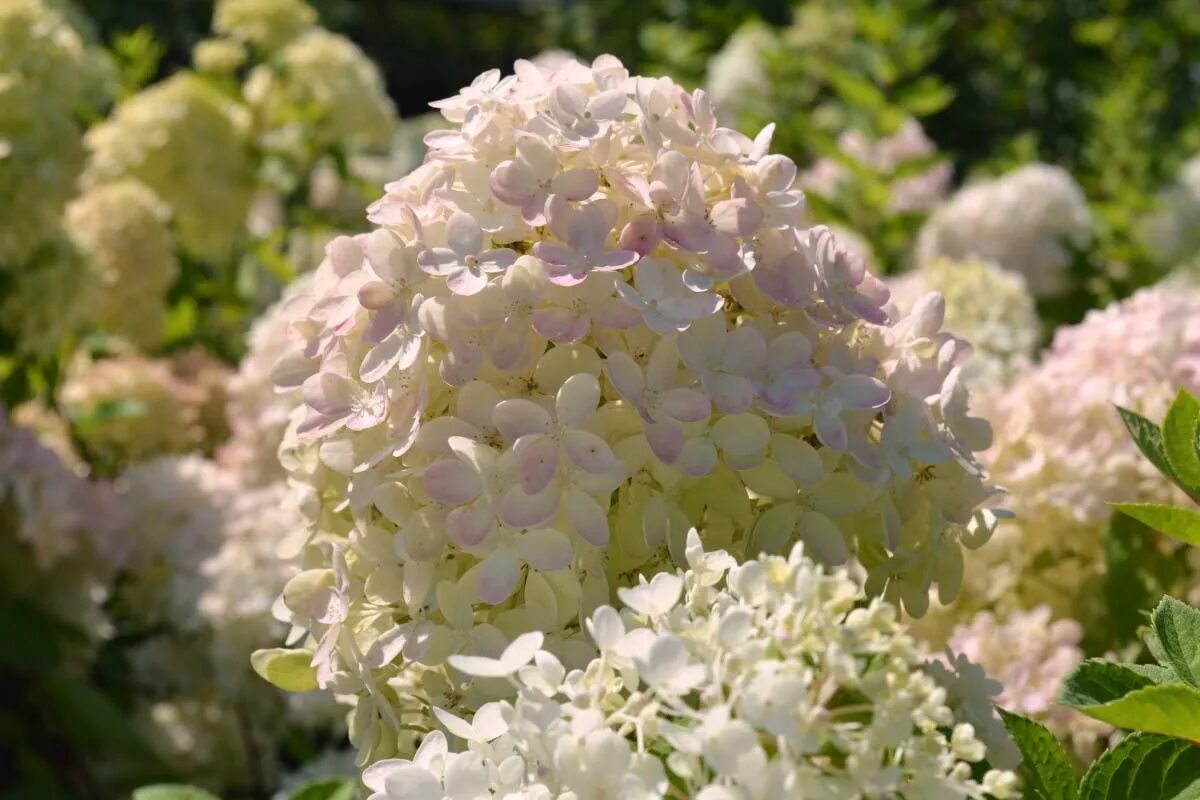 Little Lime Punch ® - Panicle Hydrangea - Hydrangea paniculata Panicle hydrangea