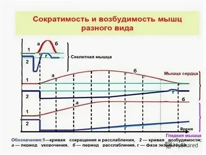 Возбудимость какая ткань