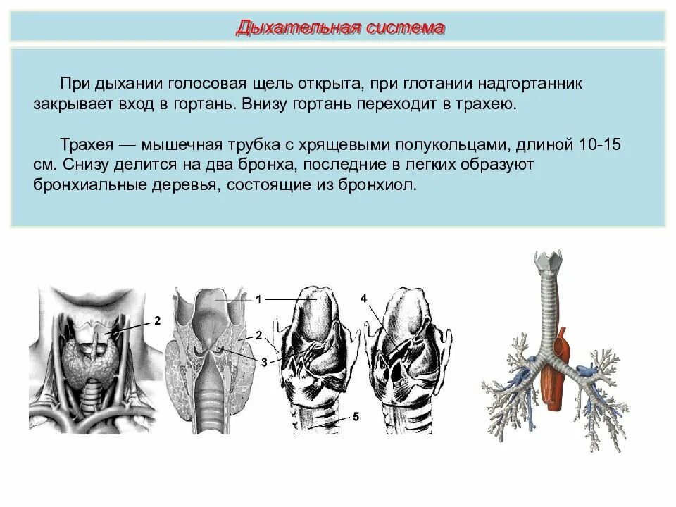 Структура состоящая из хрящевых полуколец. Внизу гортань переходит в. гортань состоит из хрящевых полуколец. граница гортани и трахеи. гортань переходит в трахею строение.