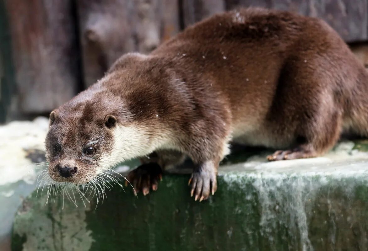 хатка бобра и ондатры. норка бобер. норка бобер. речной бобр плотина. речная выдра (порешня, обыкновенная выдра).