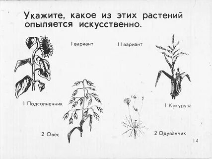 Ветроопыляемые растения строение цветка