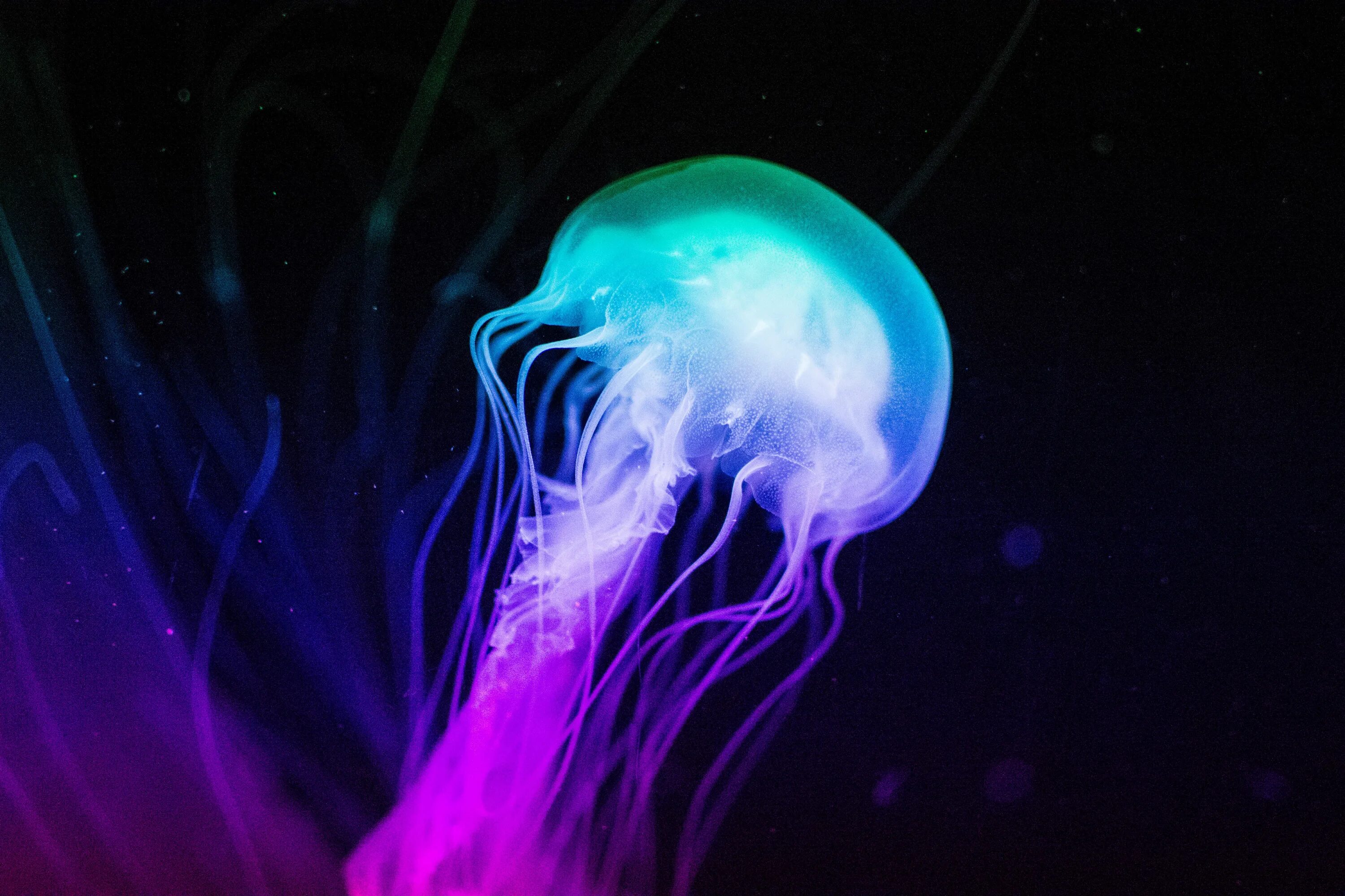 Светятся под водой. Медуза неон. Фиолетовая медуза. Светящаяся медуза. Красивые медузы.