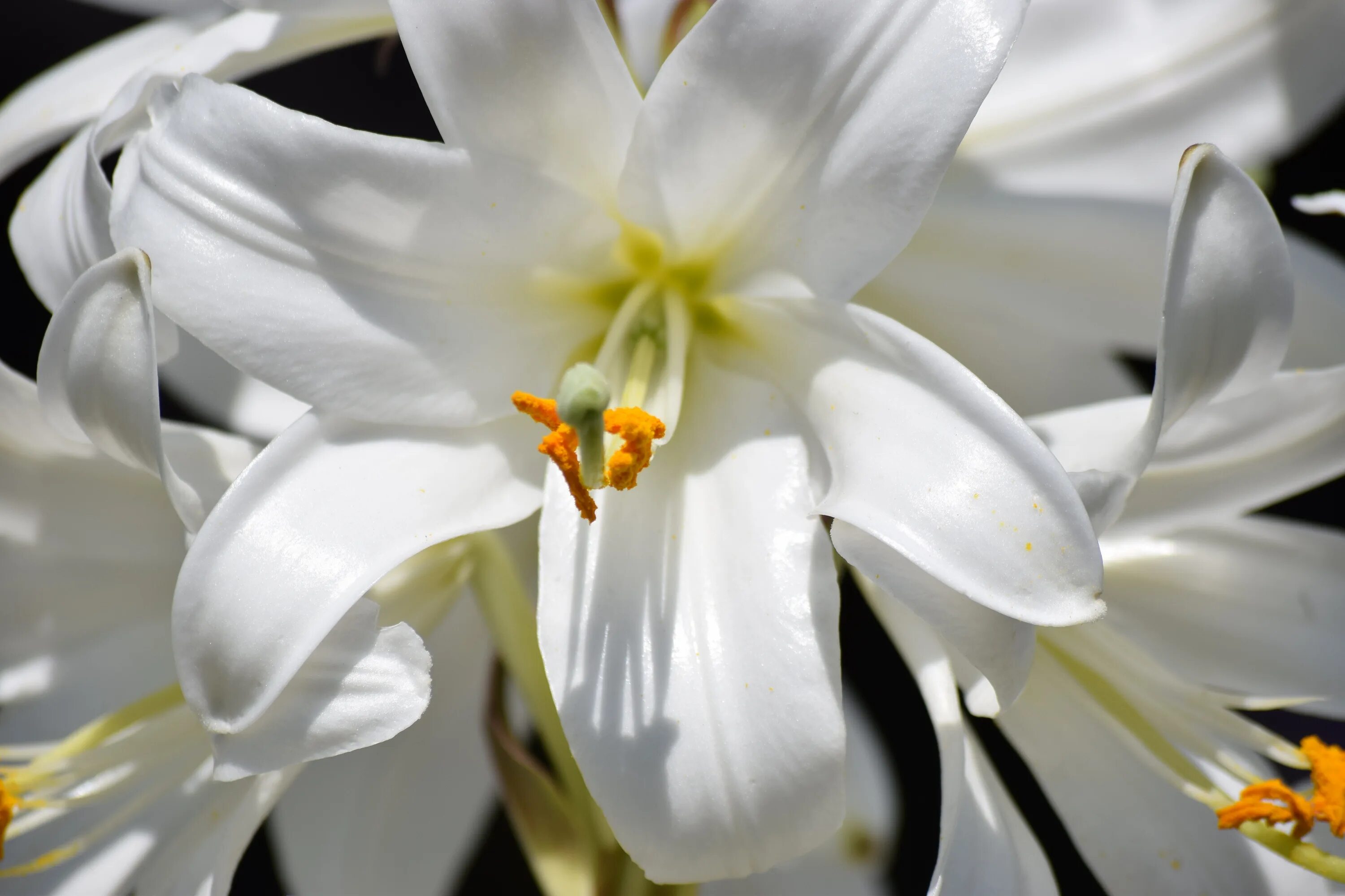 Белые лилии фото Лилия (Lilium, Liliaceae) описание, виды, фото, уход, пересадка, выращивание,