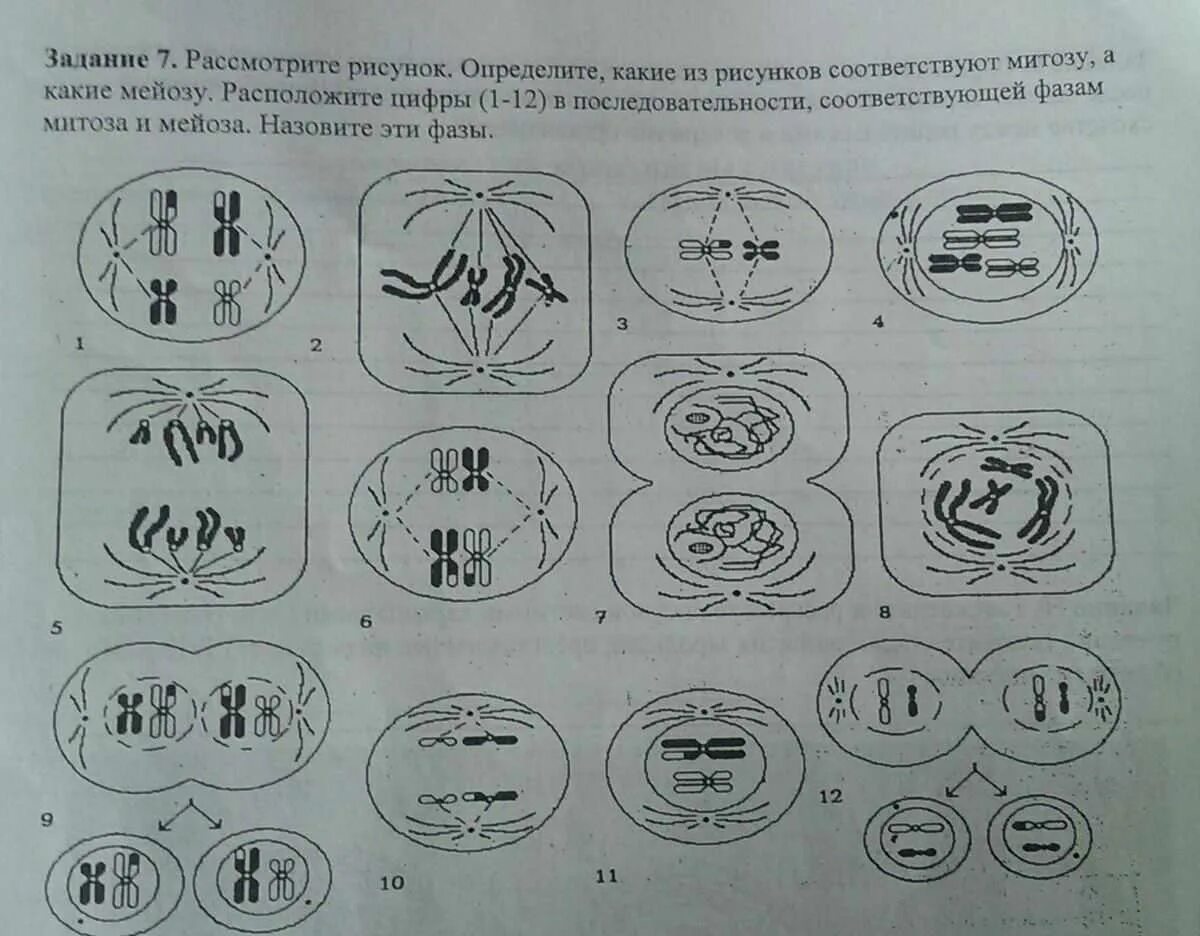 Определите по рисунку. Фазы митоза и мейоза ЕГЭ. Фазы митоза и мейоза ЕГЭ биология. Митоз мейоз ЕГЭ биология. Митоз мейоз ЕГЭ.