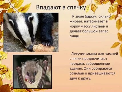 Хамелеон впадает в спячку