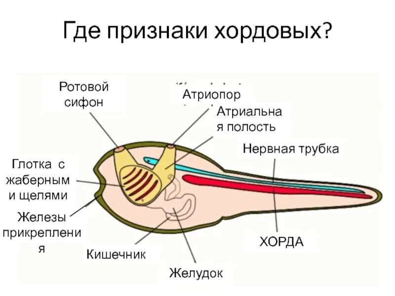 Цевка хордовые. Признаки хордовых животных. Хордовые строение. Строение хордовых животных. Железы хордовых.