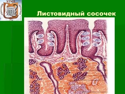 Препарат языка