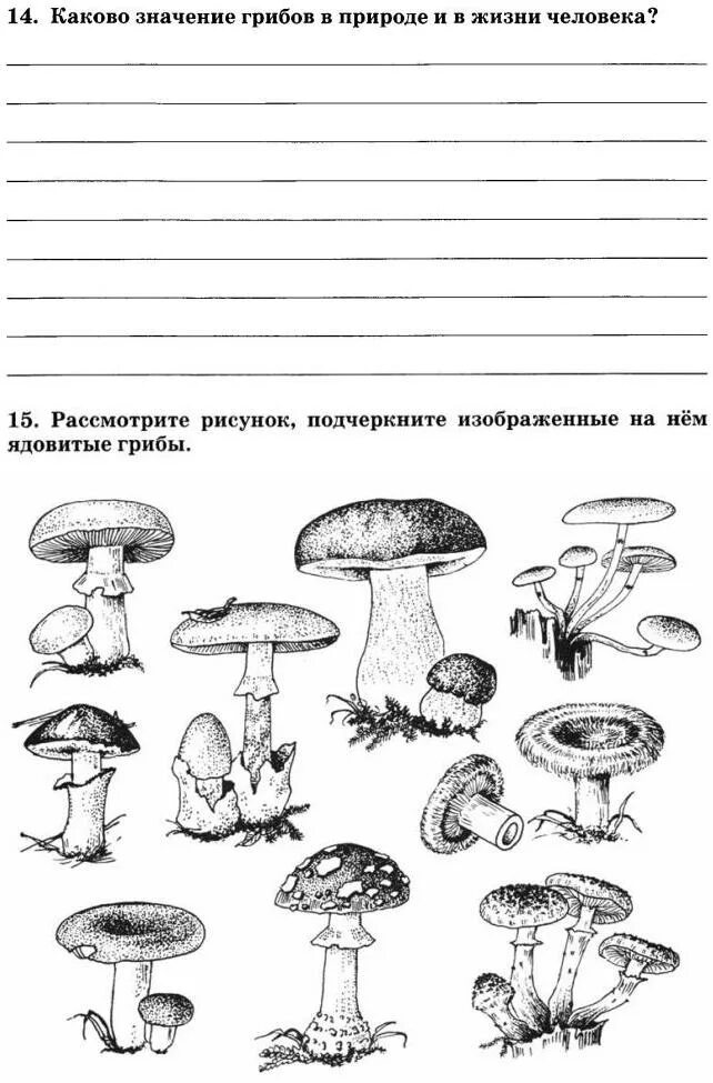 Проверочная по теме грибы 3 класс. Биология рабочая тетрадь царство грибы. строение гриба рабочий лист. рабочие листы на тему грибы.