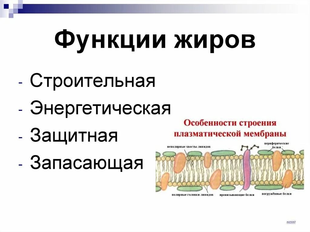 Жиры функции в организме