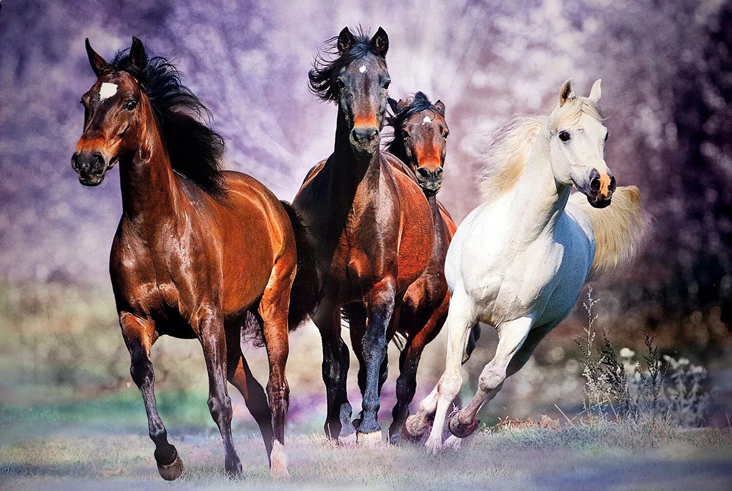 Табун лошадей. Разные лошади. Пятеро коней. Пейзаж с лошадьми. Пятеро коней.