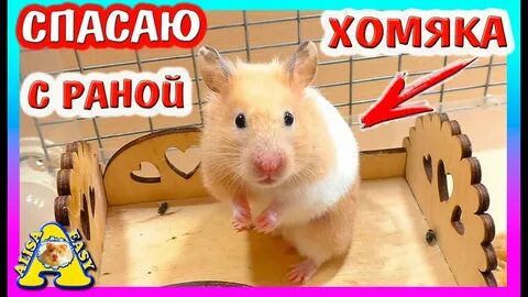 Хомяк алиса