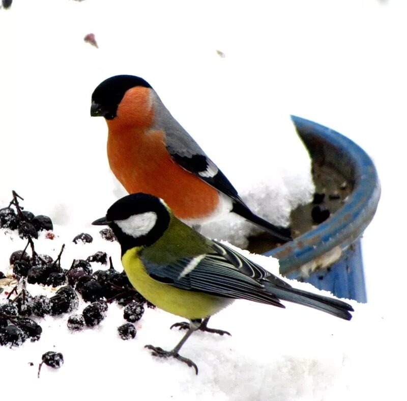 снегирь и синица какие птицы
