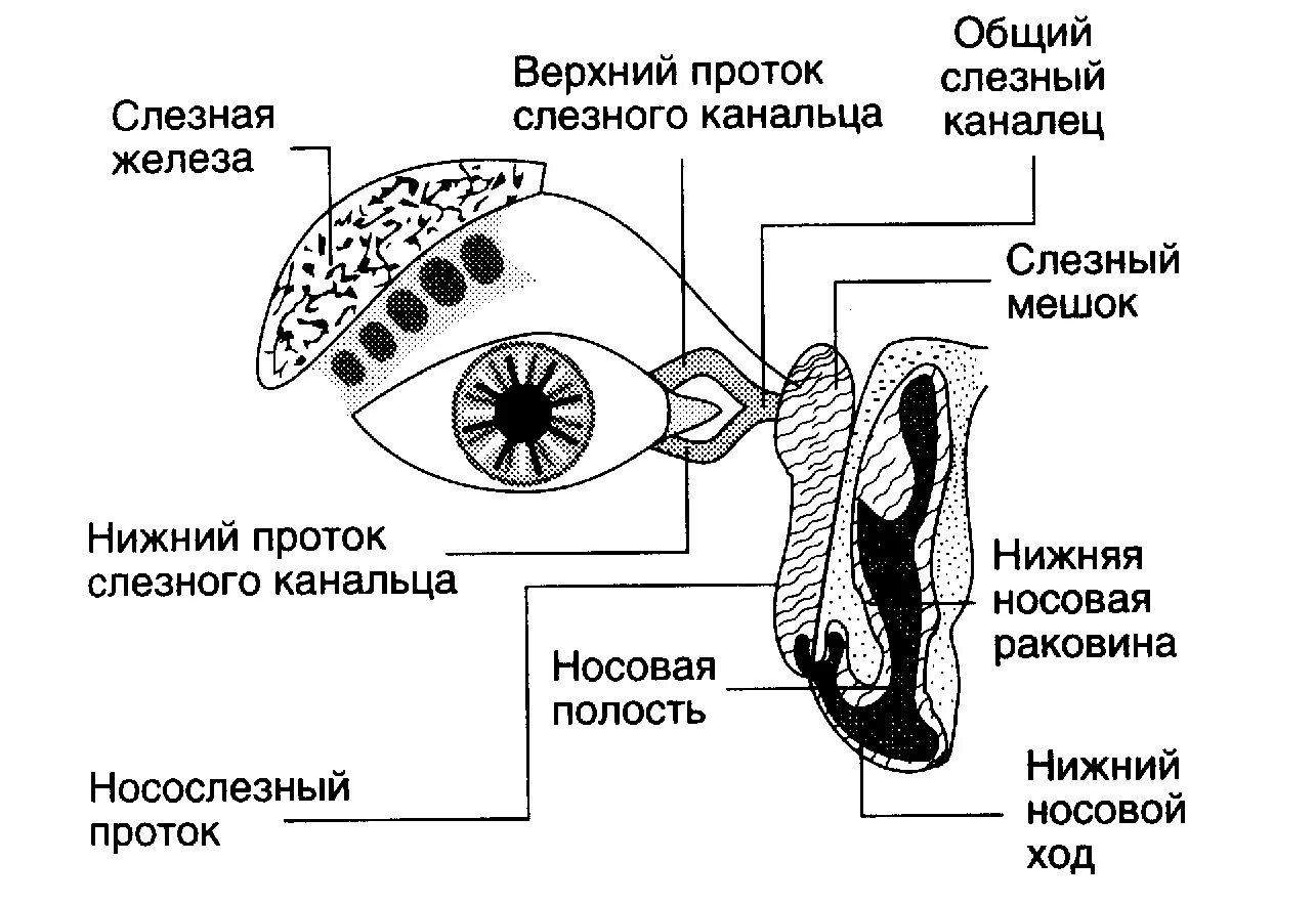 Слезные канальцы анатомия. Анатомия слезных путей глаза строение. Схема слезного аппарата глаза. Слезная железа схема. Пути глазки