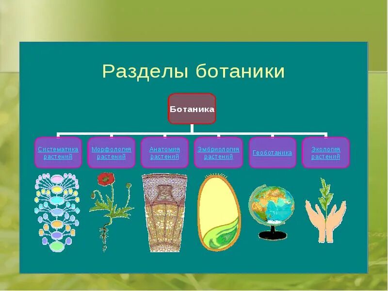 Какие бывают ботанические науки 6 класс. Ботаника разделы биологии. Разделы биологии растений. Ботаника изучает растения. Ботаника наука о растениях разделы ботаники.