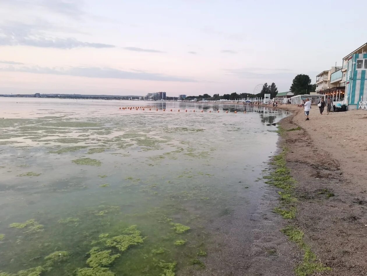 Море в анапе в июне 2024. Цветение моря Витязево Анапа. В Анапе зацвело море. Анапа Витязево море цветет 2021. Анапа цветет море 2022.