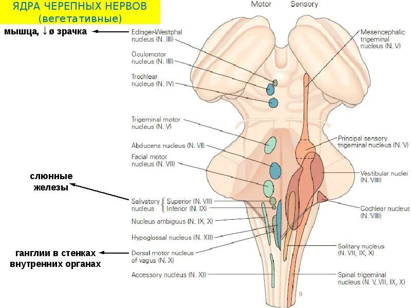 Черепные нервы моста. Продолговатый мохгядра черепных нервов. Ядра черепных нервов продолговатого мозга схема. 10 Пар черепных нервов ядро. Продолгова ый мозг черепнве нервы.