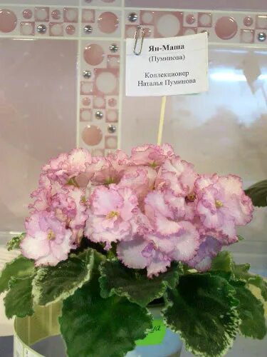 Фиалка см наша маша. Фиалка маша фото. Сенполия лф кукла маша. Лф-кукла маша фиалка. Фиалка одноклассница рс.