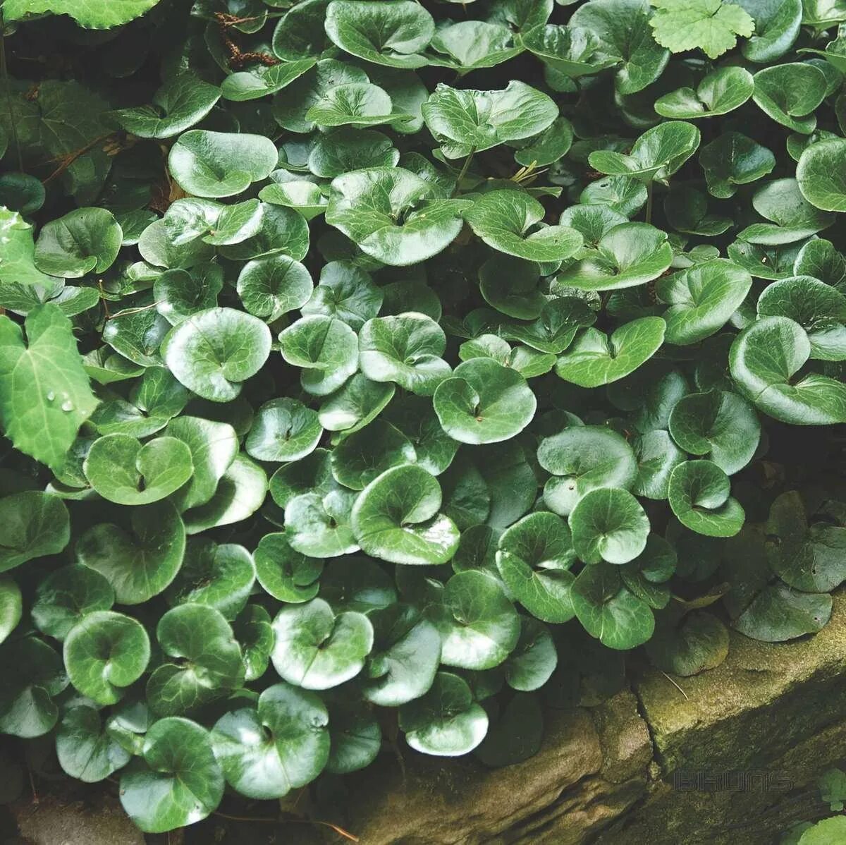 Копытень (asarum). Копытень обыкновенный. Копытень обыкновенный. Копытень обыкновенный. Копытень европейский.
