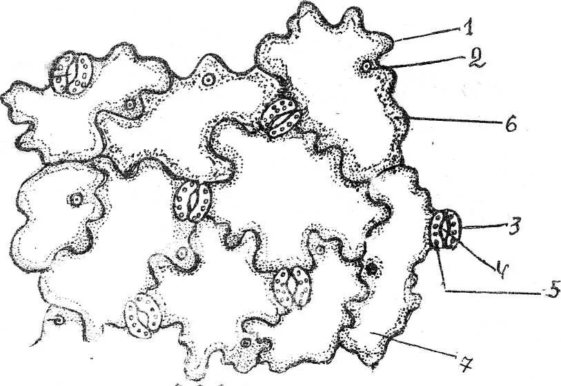 Хлоропласты листа герани. Строение эпидермиса листа герани. Клетка эпидермиса листа герани. Строение эпидермы листа герани. Препарат эпидермиса листа герани.