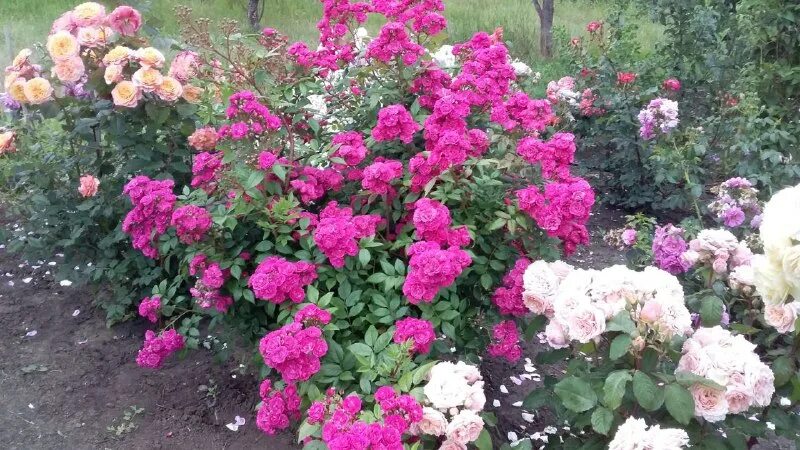 питомник роз успех каталог