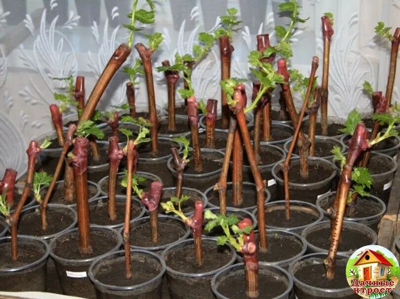 Посадка черенков зимой. Черенкование роз. Черенкование черной смородины весной. Черенки туи смарагд. Саженцы виноград элегант.