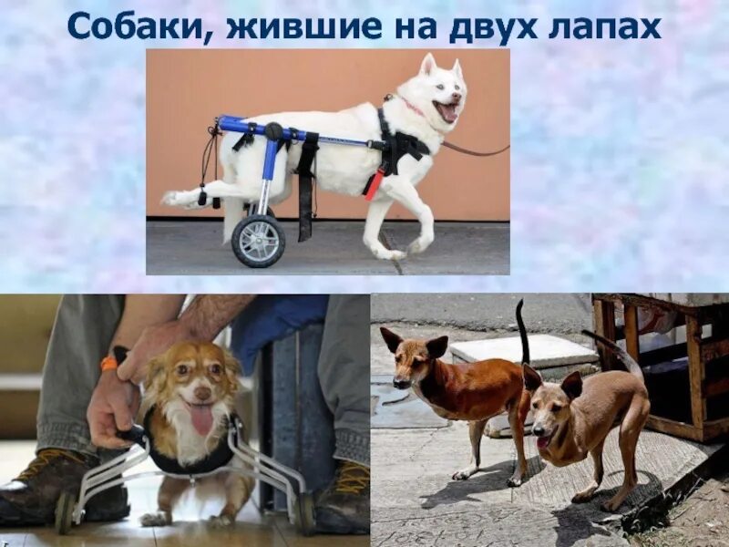 Собаки в жизни человека проект Исследовательская работа Роль собаки в жизни человека