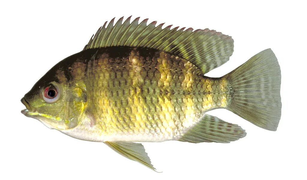 Тиляпия. Тилапия. тилапия речная. тилапия живая. tilapia mariae boulenger, 1899 — пятнистая тиляпия;.