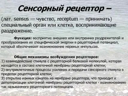 Рецепторы тактильной системы