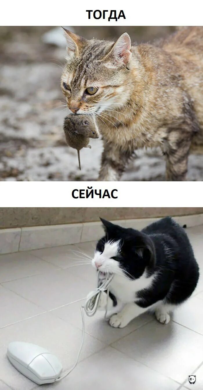 Кот изменит жизнь. Кошки раньше и сейчас. жизнь кошек. коты раньше коты сейчас. кошачья жизнь приколы.