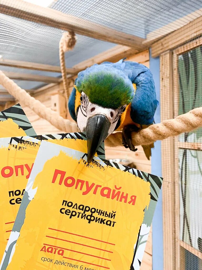 попугайня минск