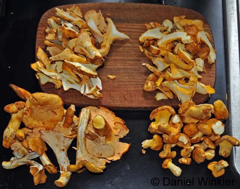 Лисички грибы в банке. Как лучше заготовить лисички. Как лучше заготовить лисички. Лисички маринованные. Гриб лисичка солёная.