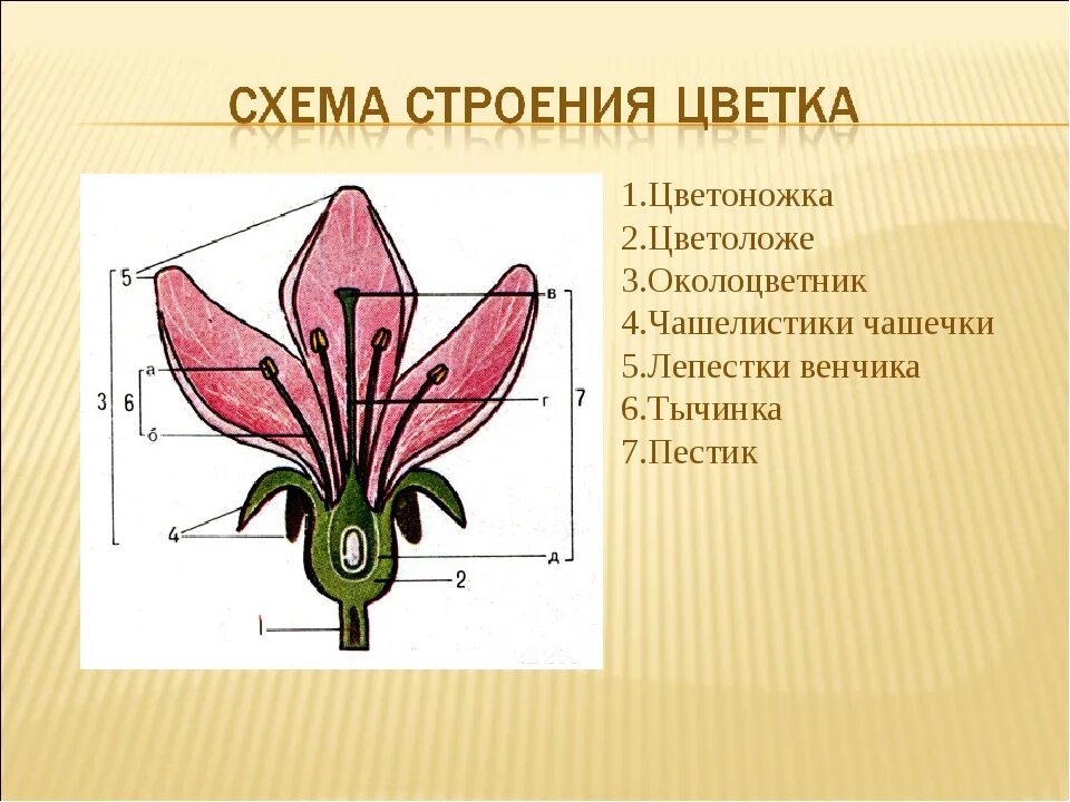 В цветке 5 лепестков и 5 чашелистиков