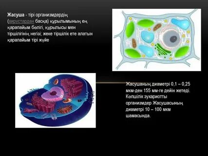 Жануар жасушасында жиналады